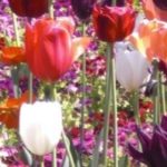 cropped-cropped-tulpen-buga20111.jpg