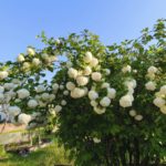 495731221_9795745993876143_7226990235364561097_n