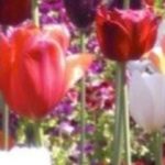 cropped-cropped-cropped-tulpen-buga20111.jpg